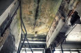 Why You Should Choose Our Mold Remediation Services in Greenville, AL